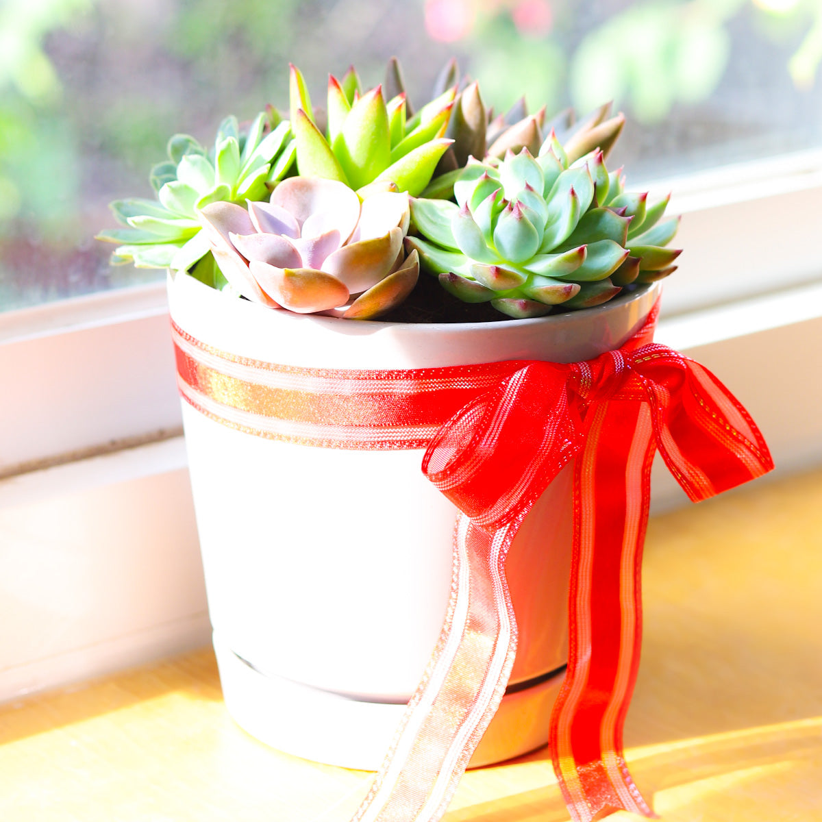 Succulent Arrangement in Grey Minimalist Planter