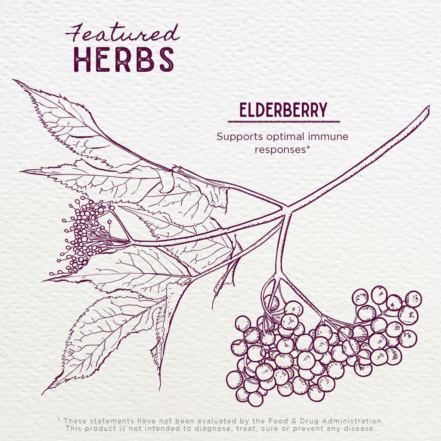 Elderberry - Concordia Style Boutique