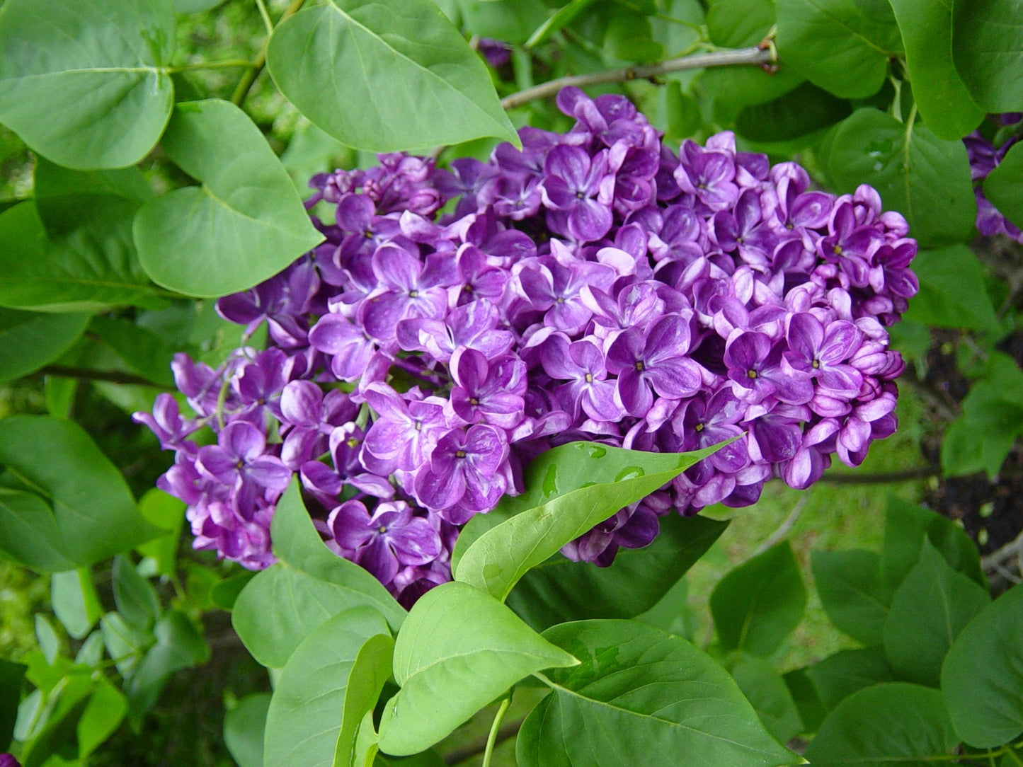 Lilac Soy Candle – Soft & Floral Scent | Mam Jam’s