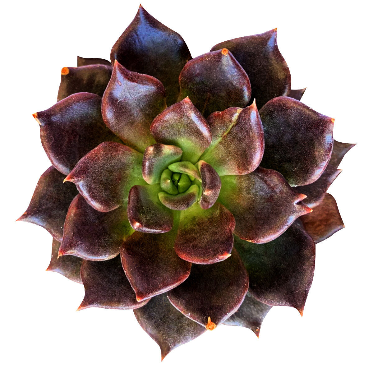 Echeveria Black Prince
