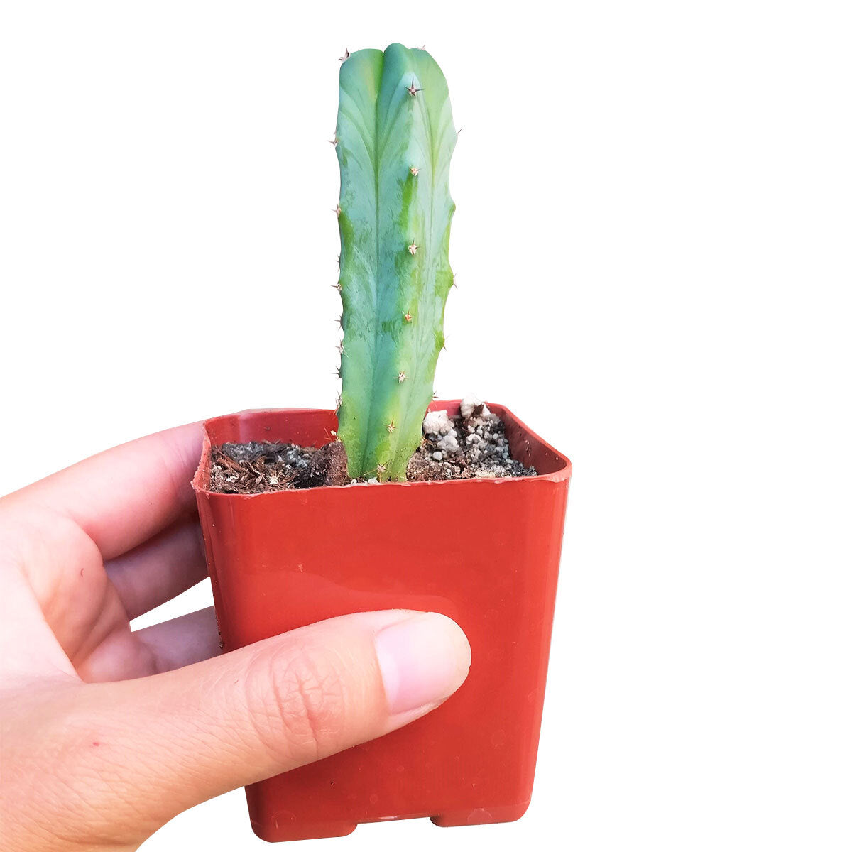 Blue Candle CACTUS