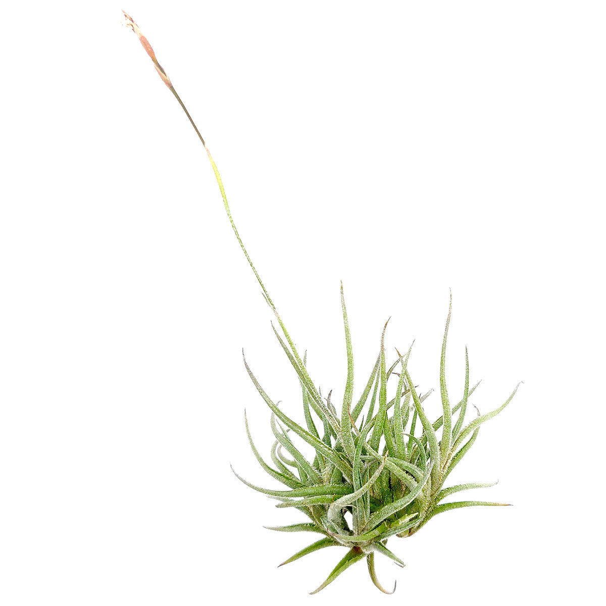 Tillandsia Bandensis Clump