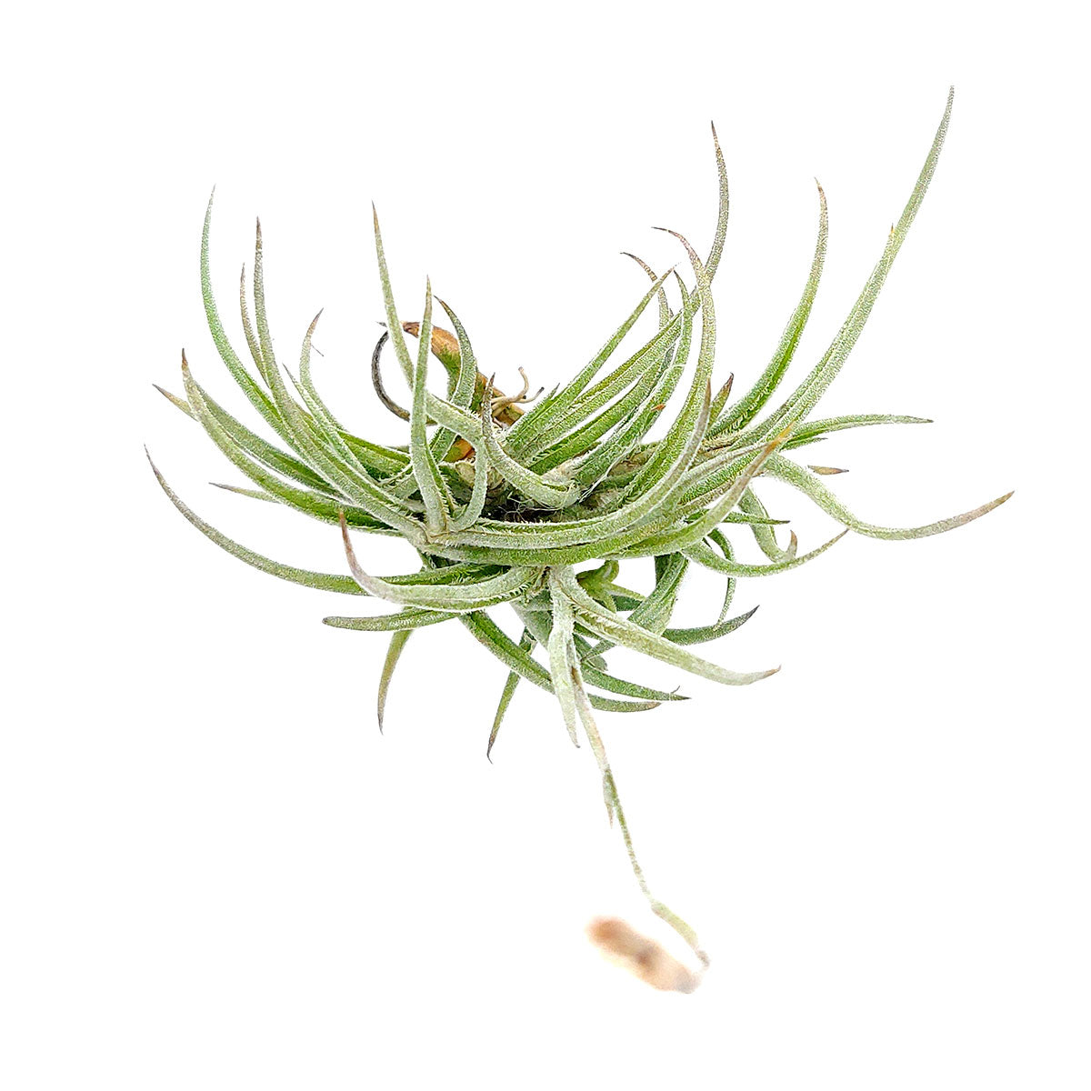 Tillandsia Bandensis Clump