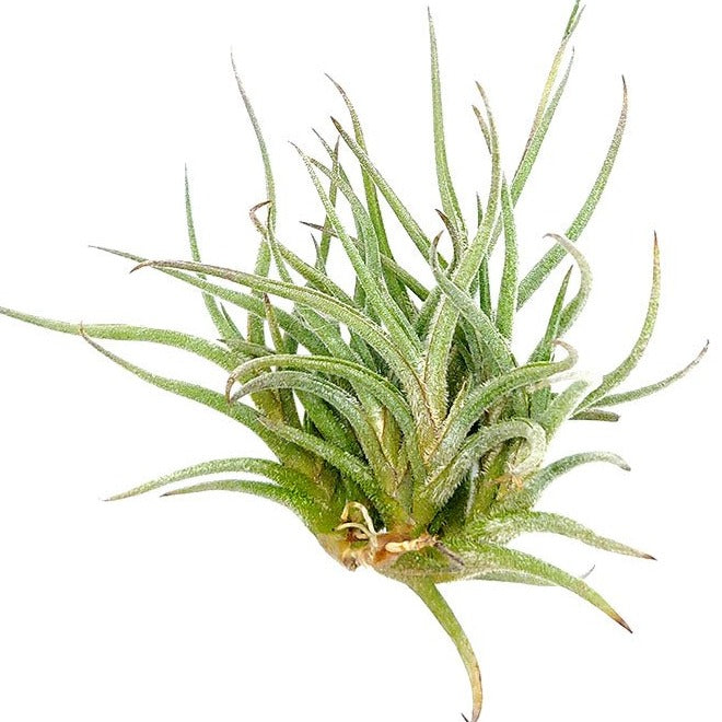 Tillandsia Bandensis Clump