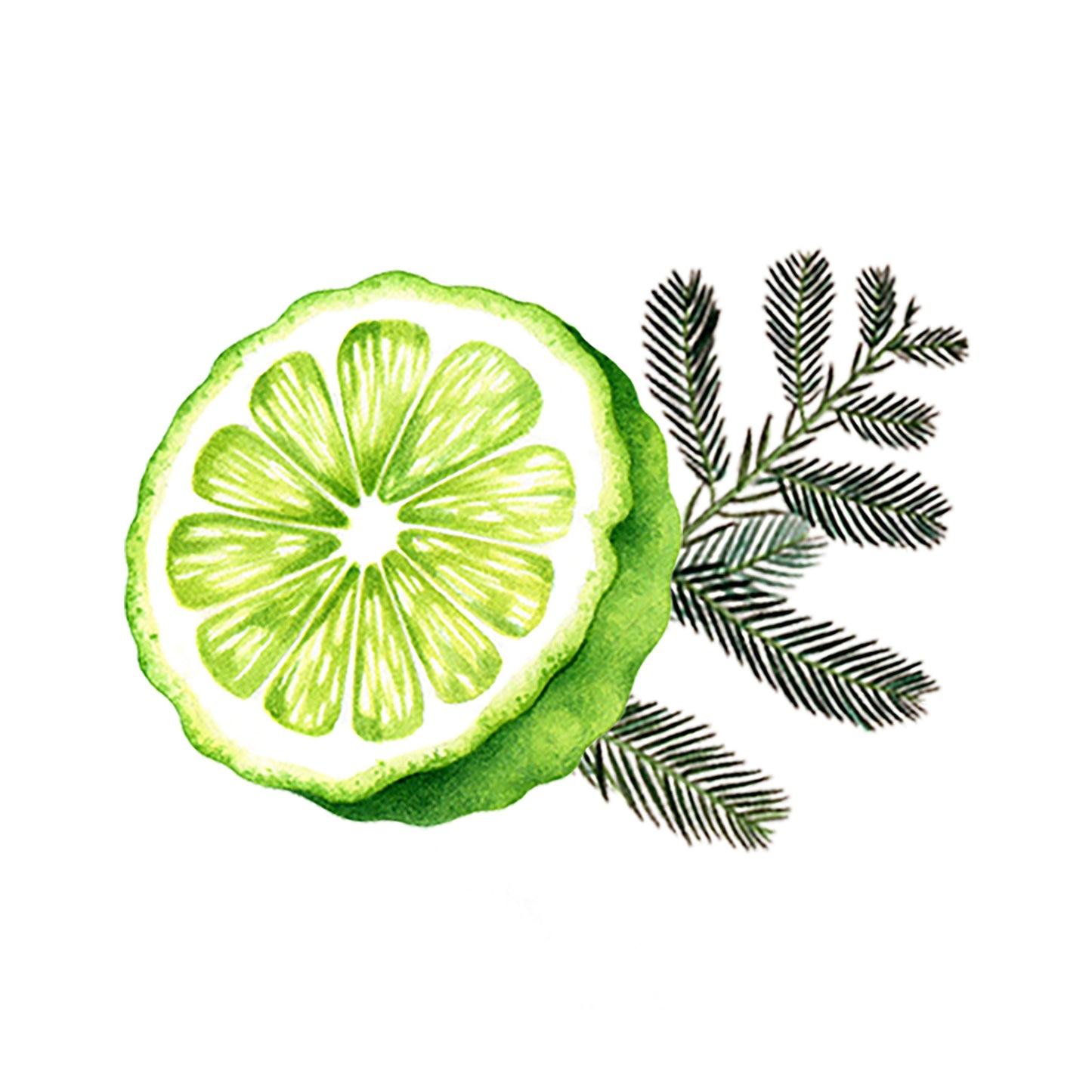 Bergamot & Cypress Essential Oil Blend - Concordia Style Boutique
