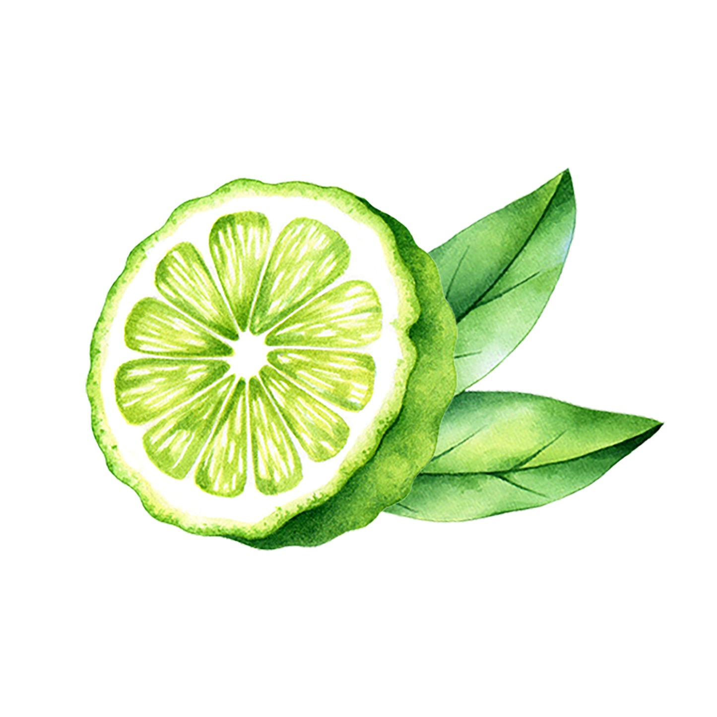 Bergamot Essential Oil - Concordia Style Boutique