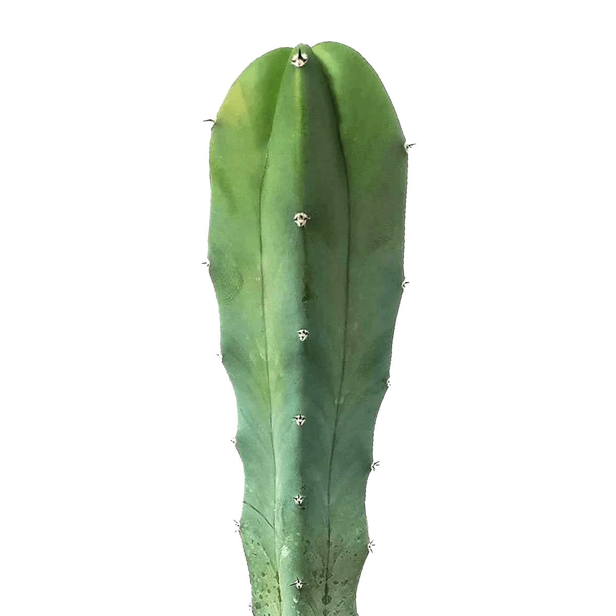 Blue Candle CACTUS