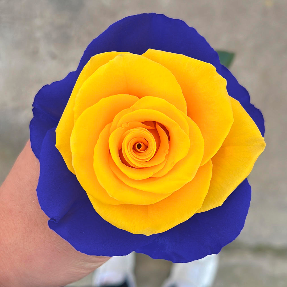 BLUE N' YELLOW