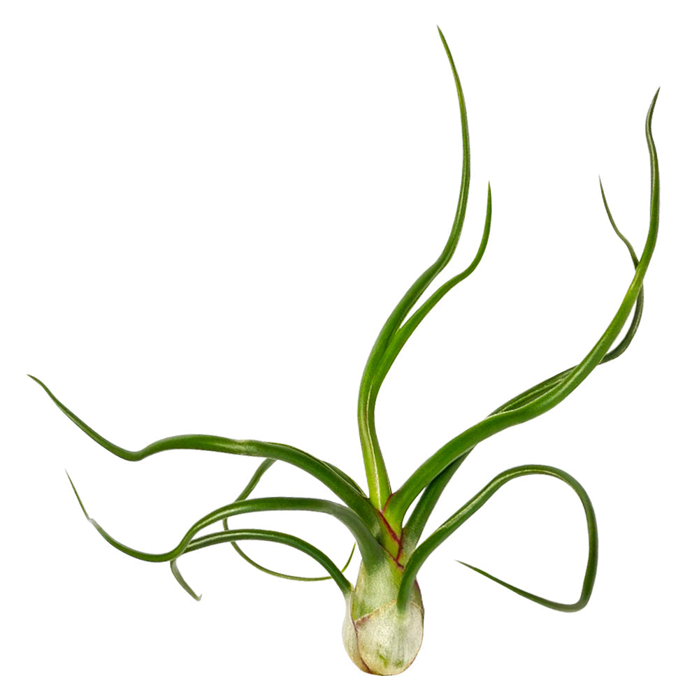 Tillandsia Bulbosa Belize