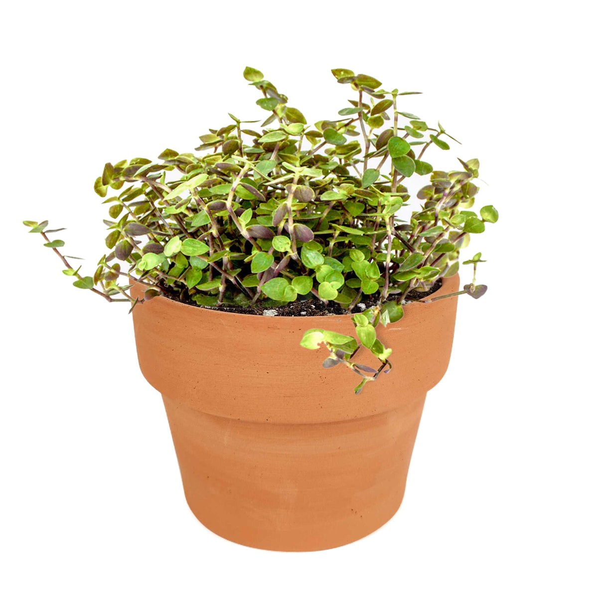 Callisia Repens Sedum (Turtle Vine)