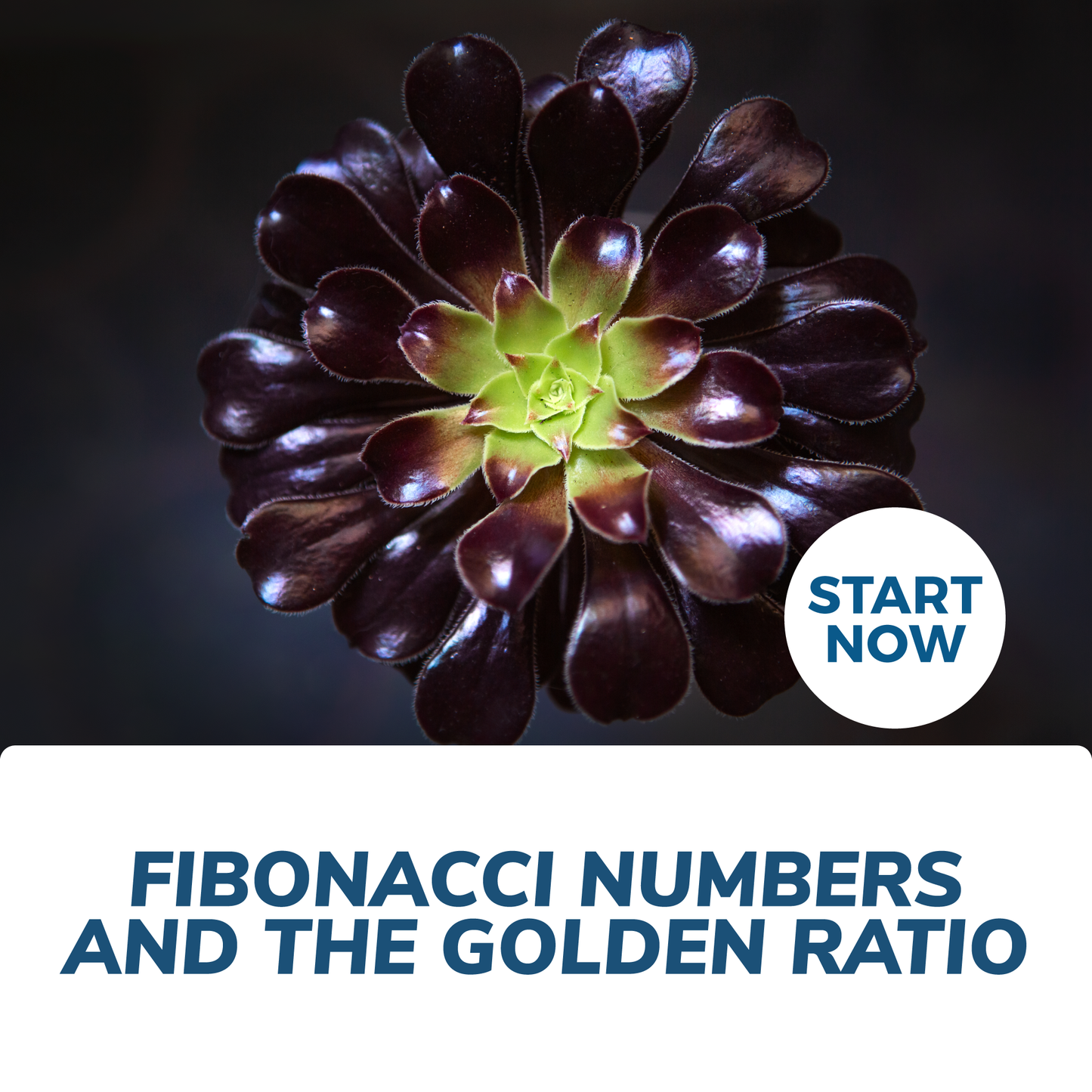 Fibonacci Numbers and the Golden Ratio Online Certificate Course - Concordia Style Boutique