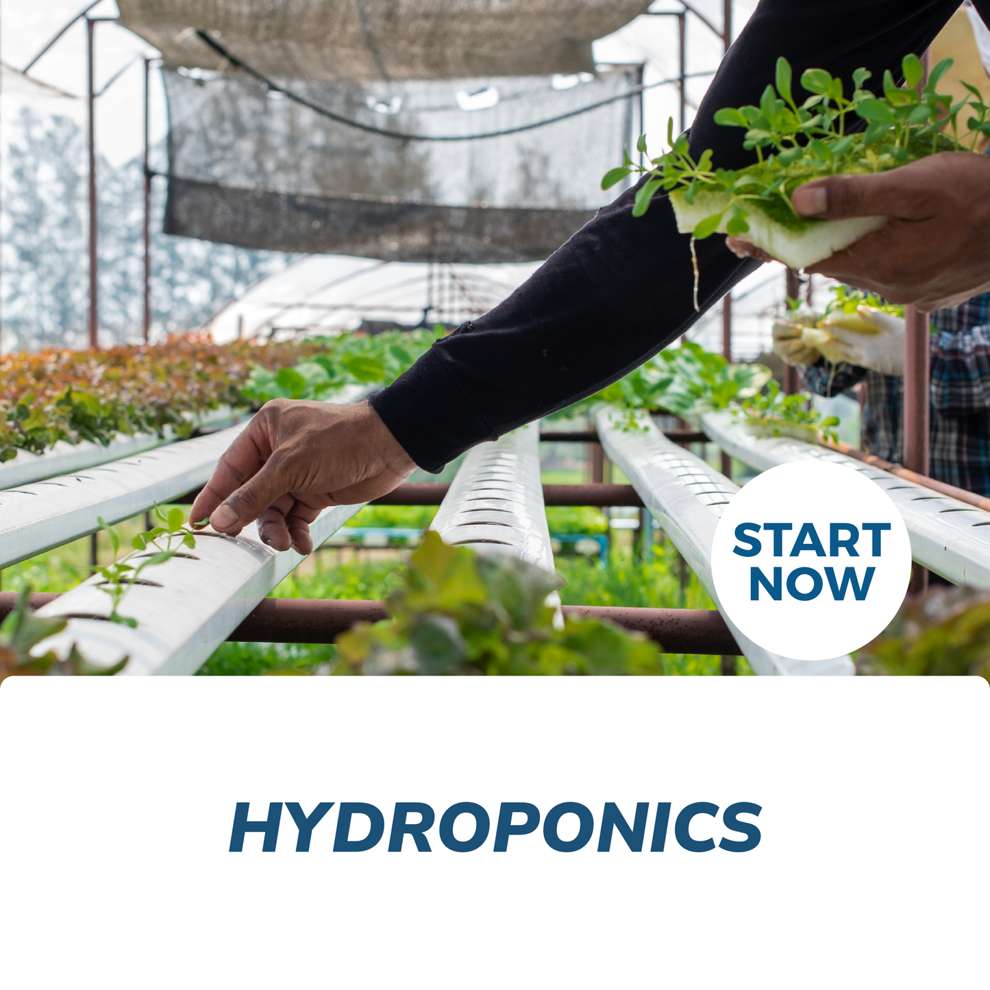 Hydroponics Online Certificate Course - Concordia Style Boutique