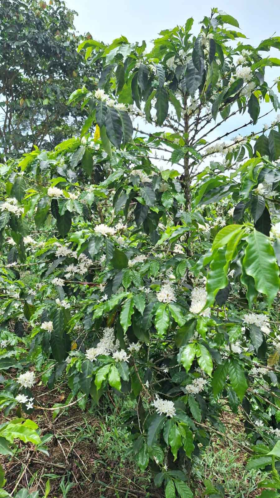 Cup Of Excellence Coffee For Sale: Honduras Geisha - Ranked #10 Best - Concordia Style Boutique