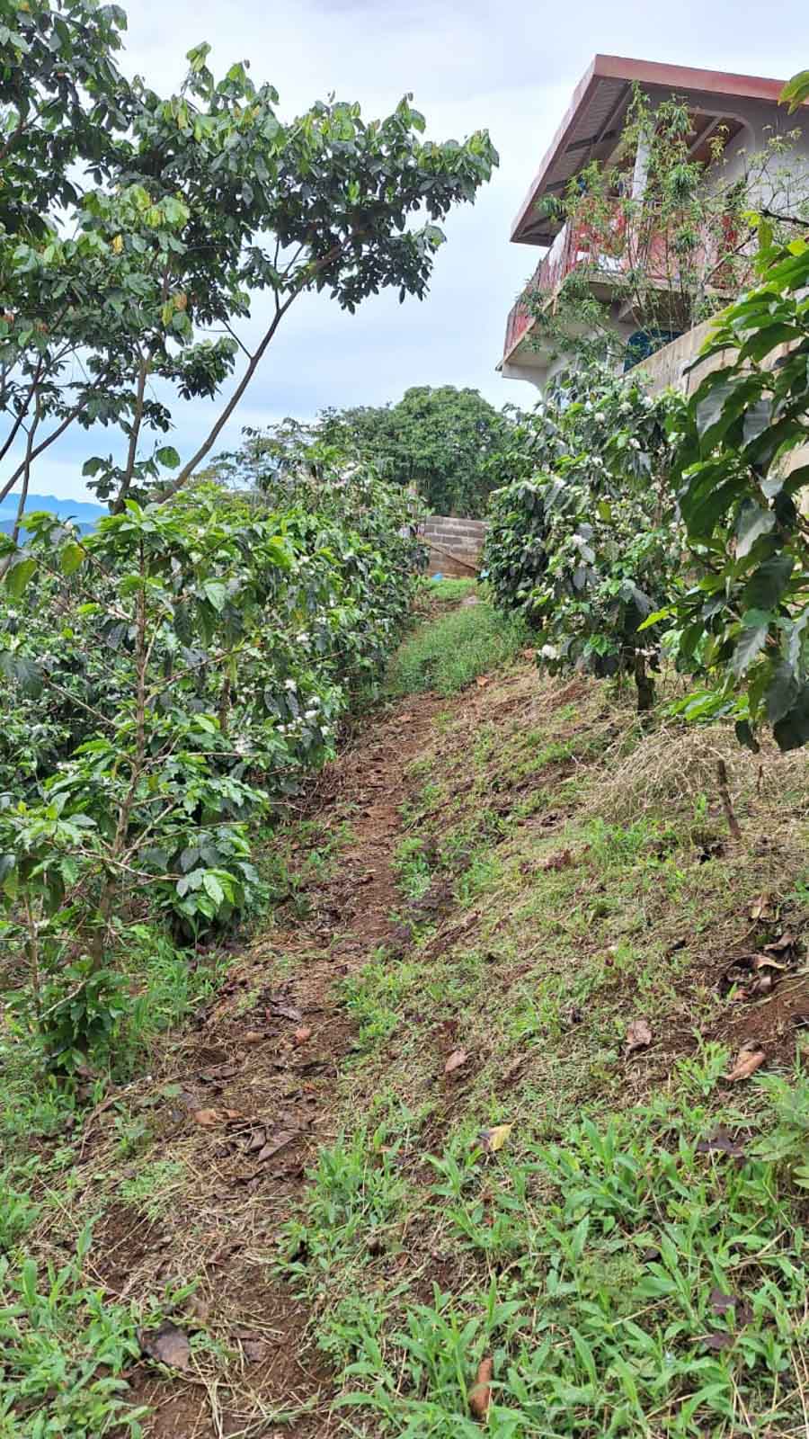 Cup Of Excellence Coffee For Sale: Honduras Geisha - Ranked #10 Best - Concordia Style Boutique