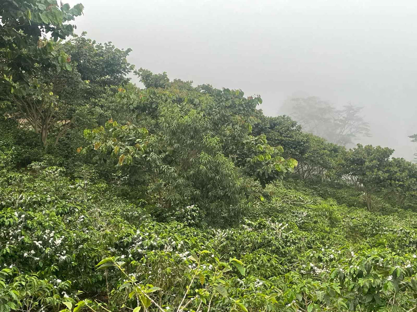 Cup Of Excellence Coffee For Sale: Honduras Geisha - Ranked #10 Best - Concordia Style Boutique