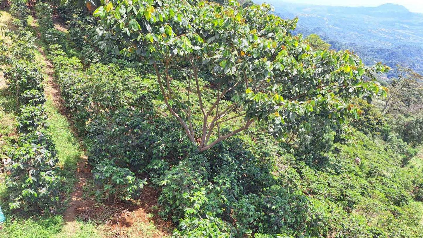 Cup Of Excellence Coffee For Sale: Honduras Geisha - Ranked #10 Best - Concordia Style Boutique