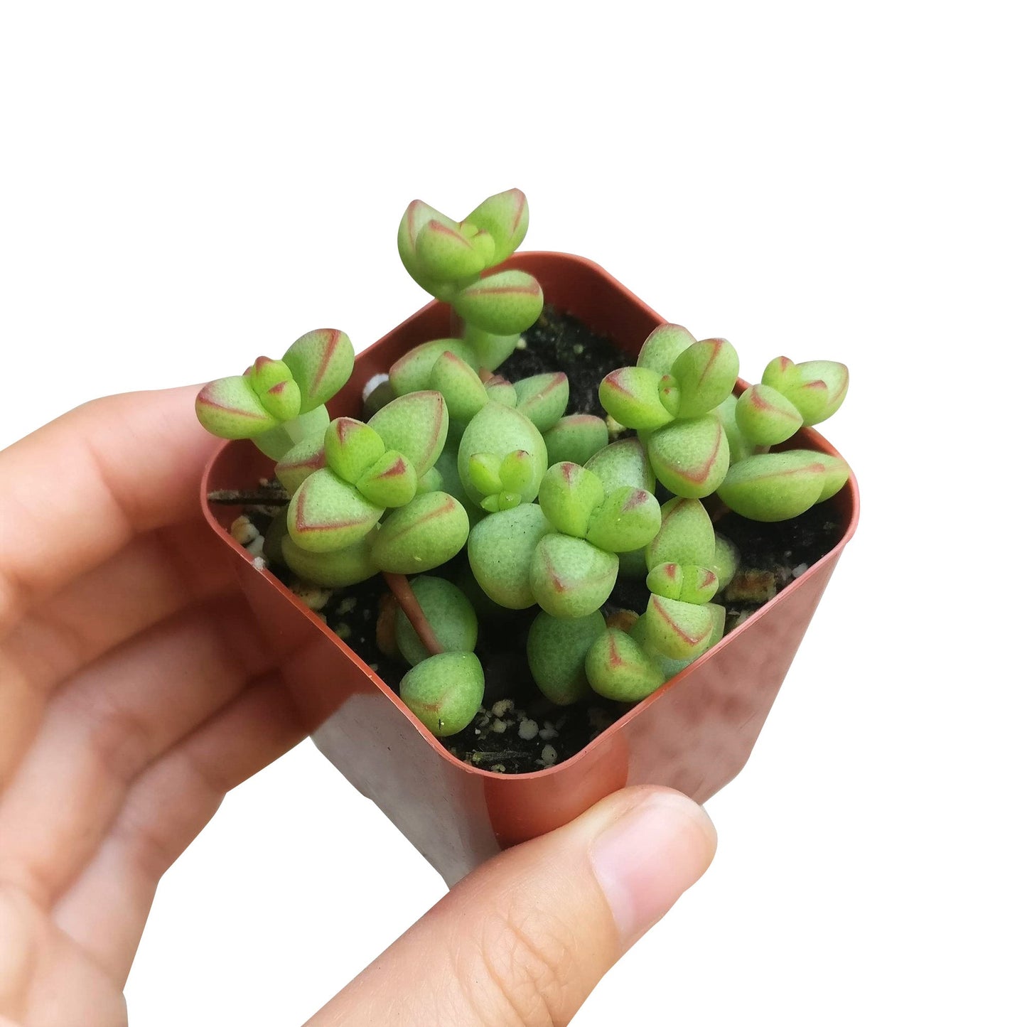 Crassula Brevifolia Succulent
