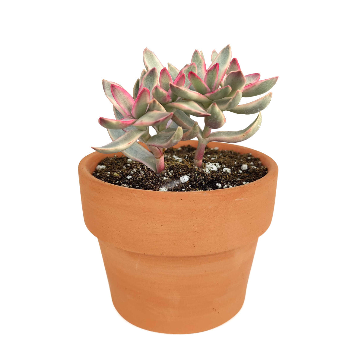 Crassula Candy Cane Rubricaulis