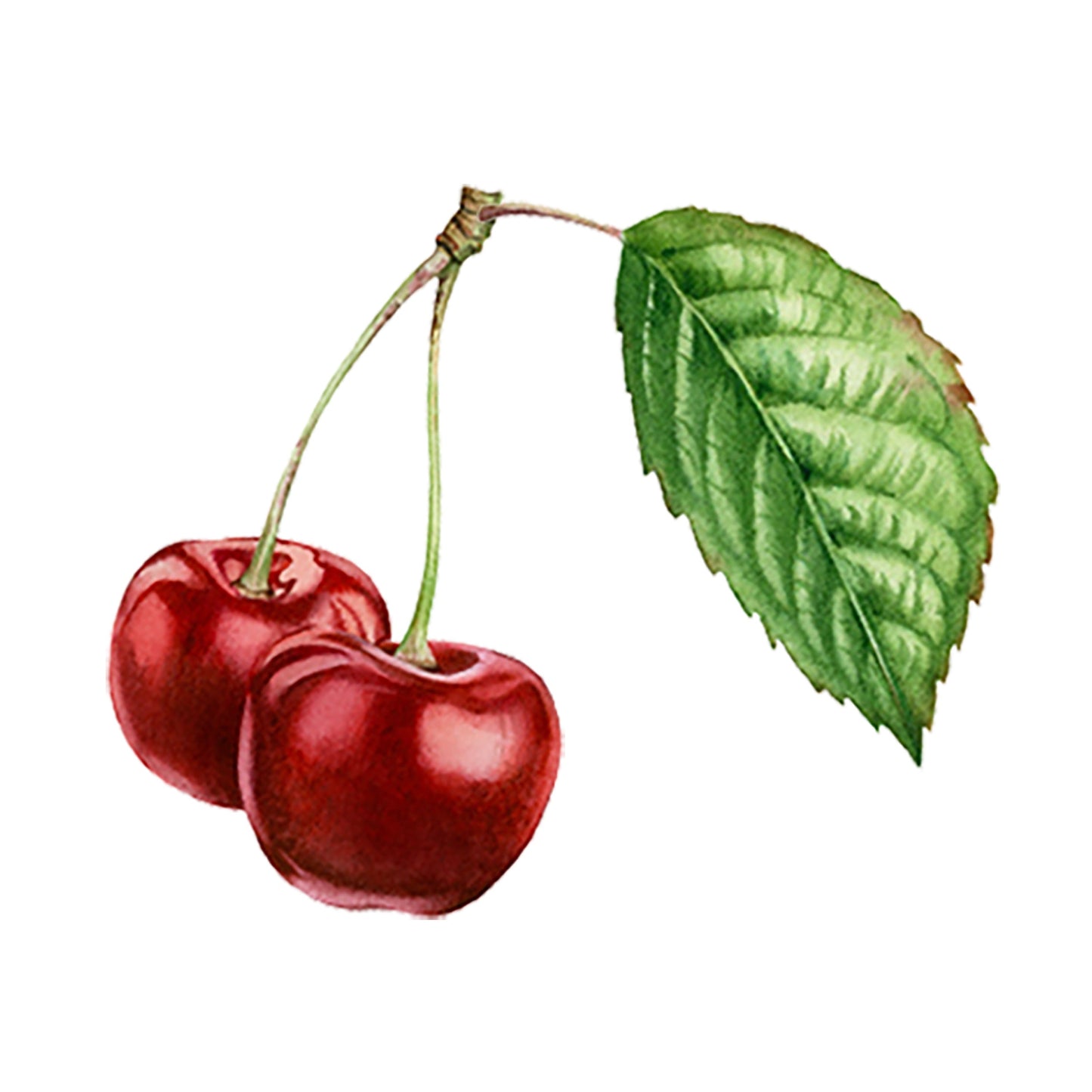 Cherry (Bitter Almond) Essential Oil - Concordia Style Boutique