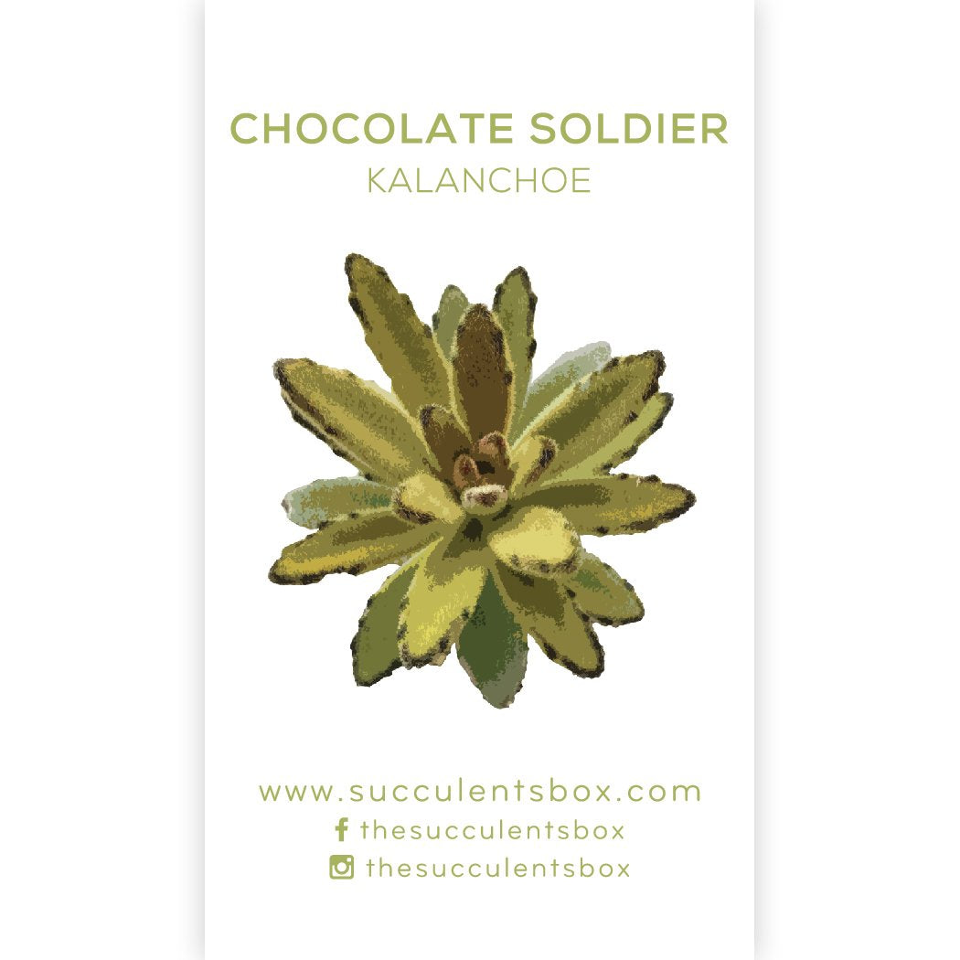 Kalanchoe Succulent ID Cards