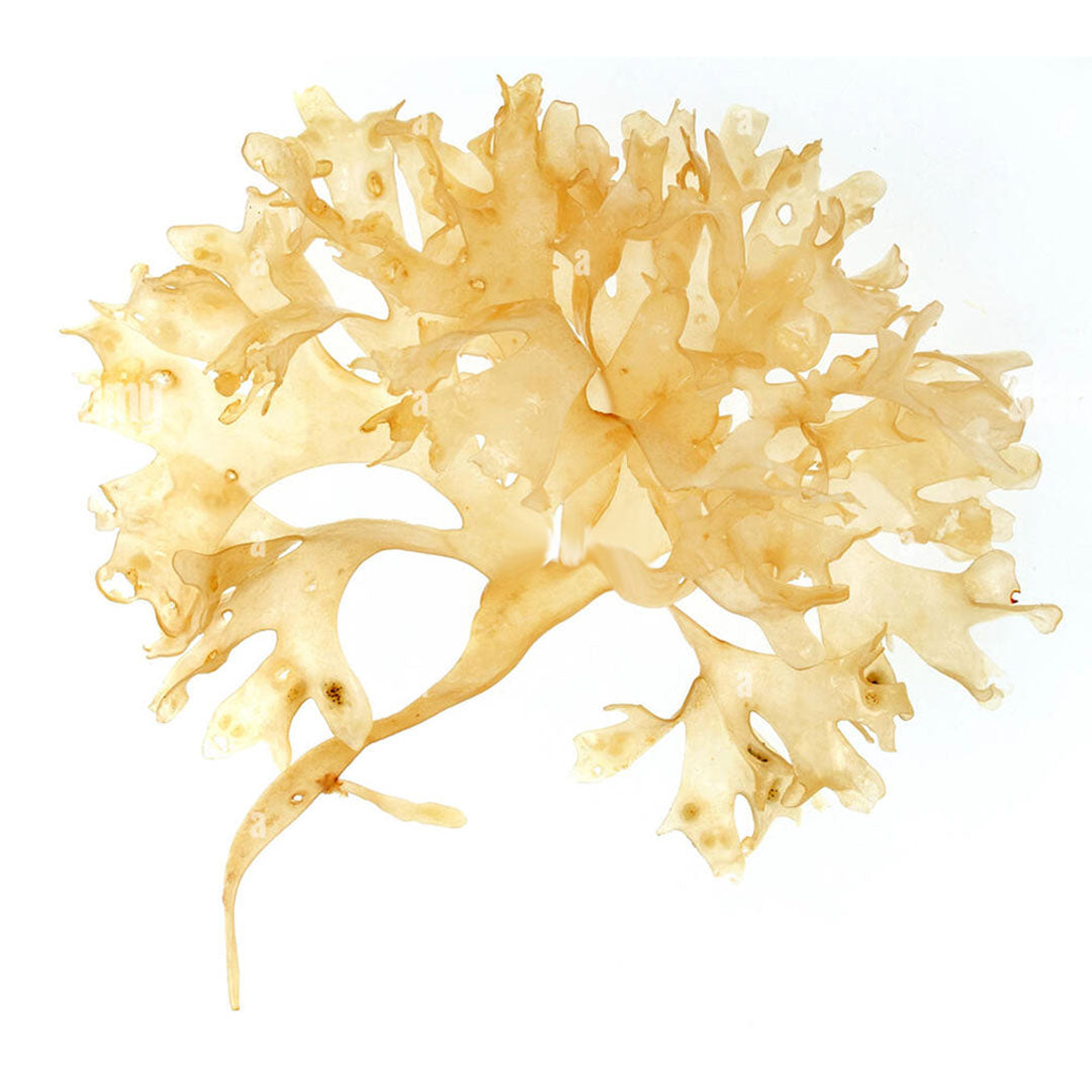 Chondrus Crispus