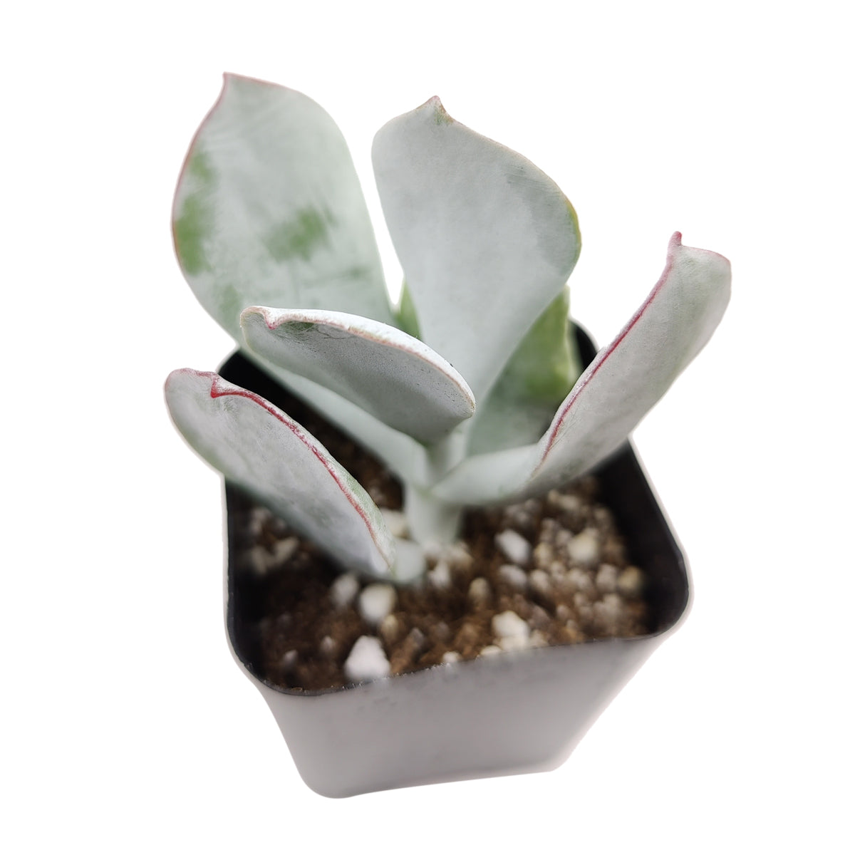 Cotyledon Orbiculata Pig's Ear - Premium Succulents from Succulents Box - Just $7.75! Shop now at Concordia Style Boutique