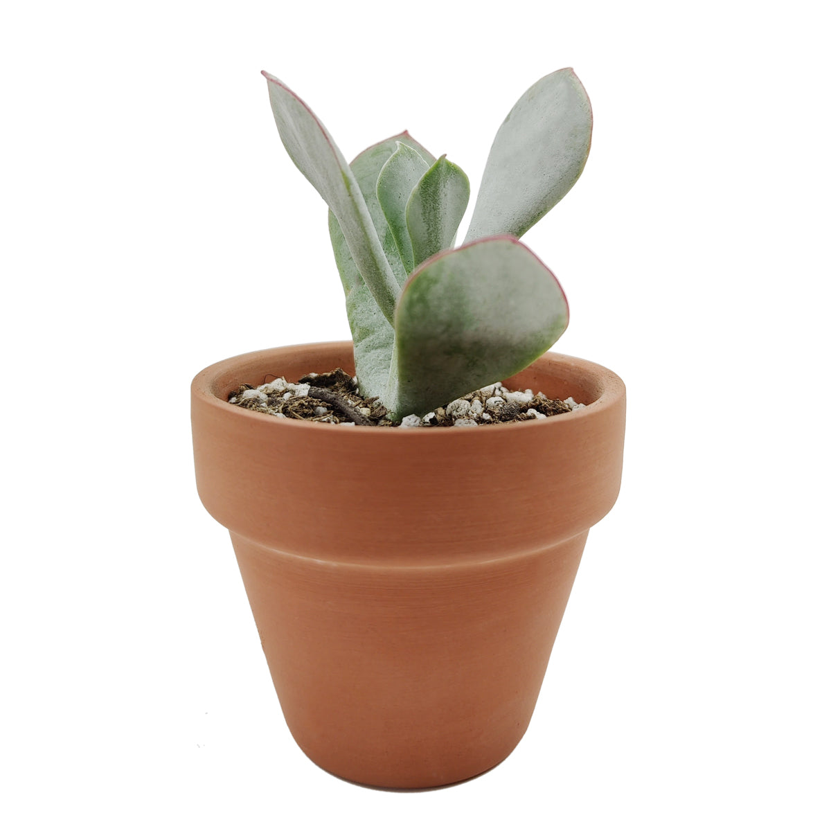 Cotyledon Orbiculata Pig's Ear - Premium Succulents from Succulents Box - Just $7.75! Shop now at Concordia Style Boutique