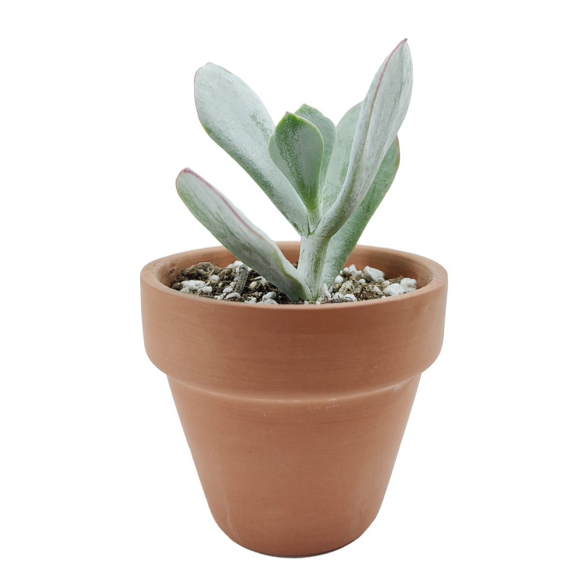 Cotyledon Orbiculata Pig's Ear - Premium Succulents from Succulents Box - Just $7.75! Shop now at Concordia Style Boutique