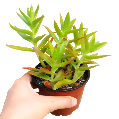 Crassula Campfire Plant - Premium Succulents from Succulents Box - Just $6.75! Shop now at Concordia Style Boutique