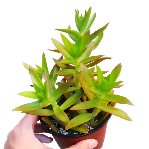 Crassula Campfire Plant - Premium Succulents from Succulents Box - Just $6.75! Shop now at Concordia Style Boutique