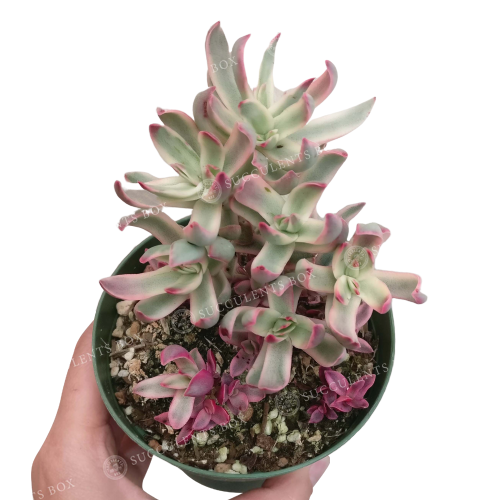 Crassula Candy Cane Rubricaulis
