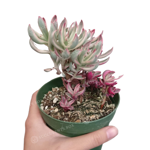 Crassula Candy Cane Rubricaulis