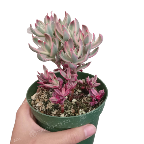 Crassula Candy Cane Rubricaulis