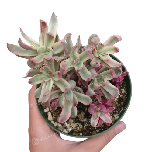 Crassula Candy Cane Rubricaulis