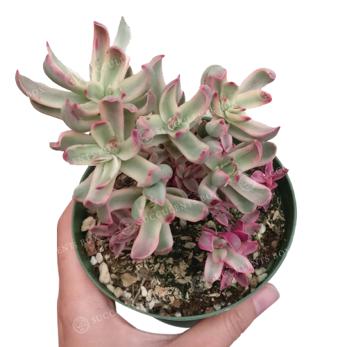 Crassula Candy Cane Rubricaulis