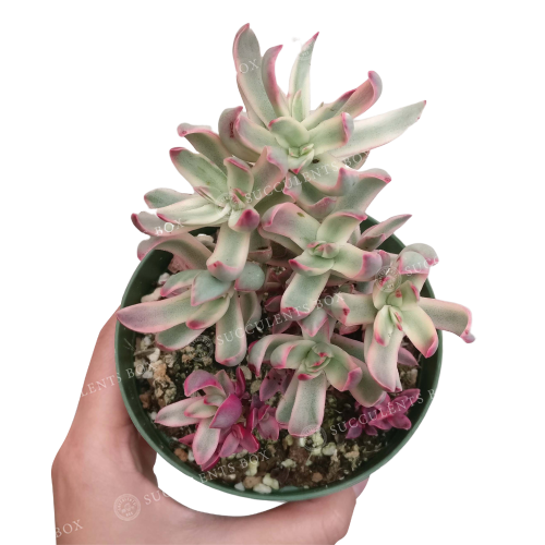 Crassula Candy Cane Rubricaulis
