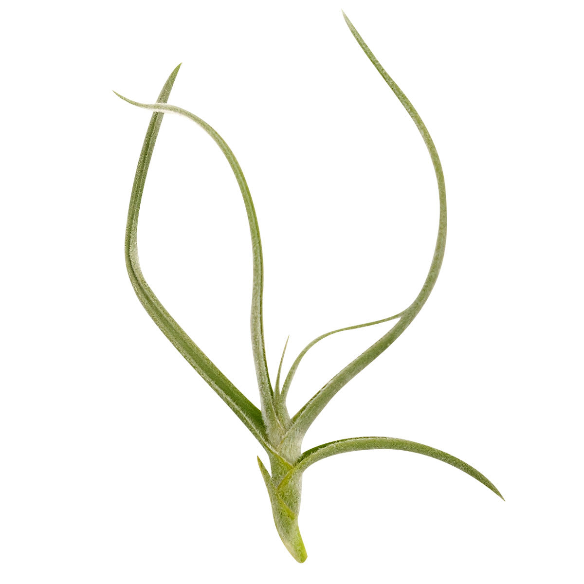 Tillandsia Crocata