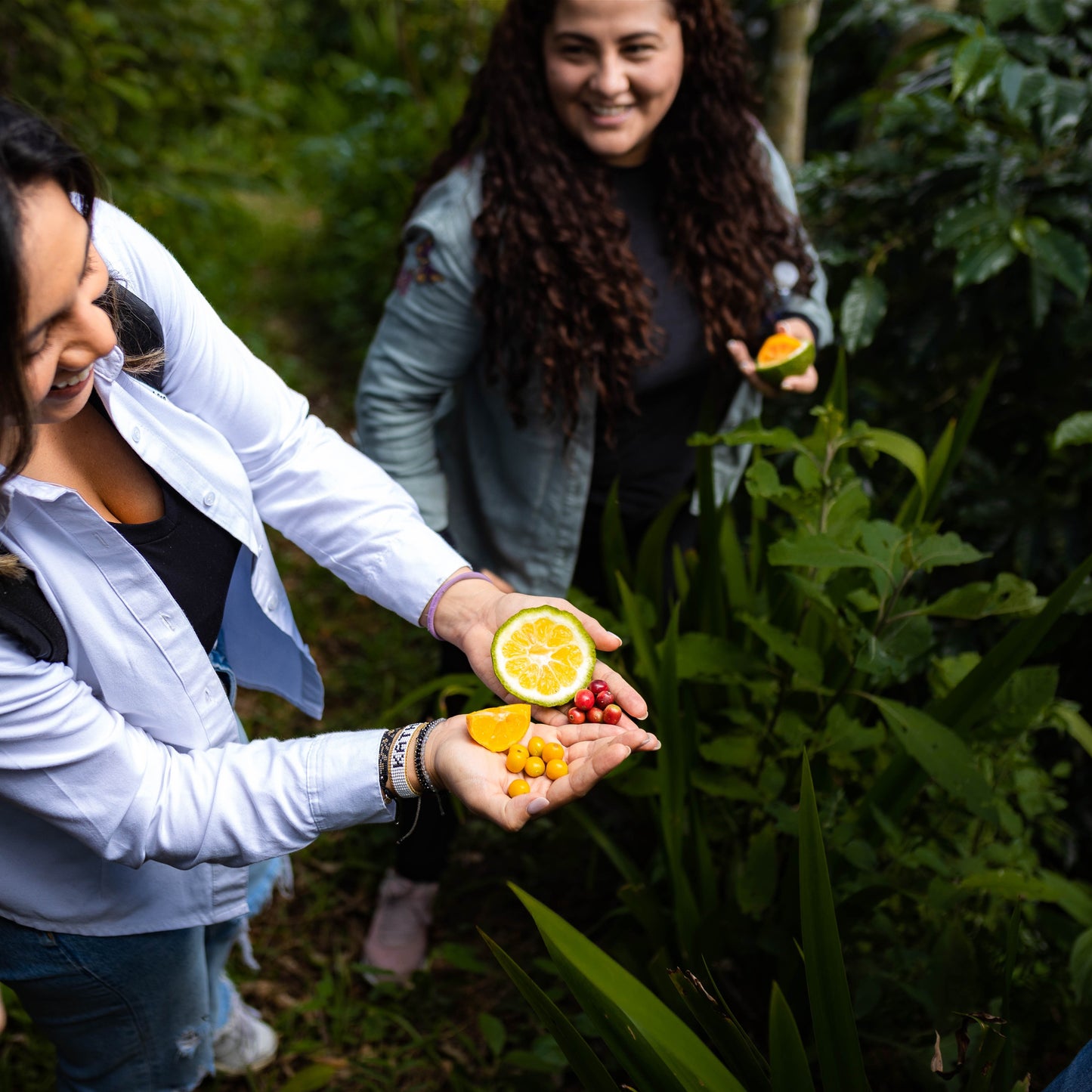 Honduran Catuai Coffee - Concordia Style Boutique
