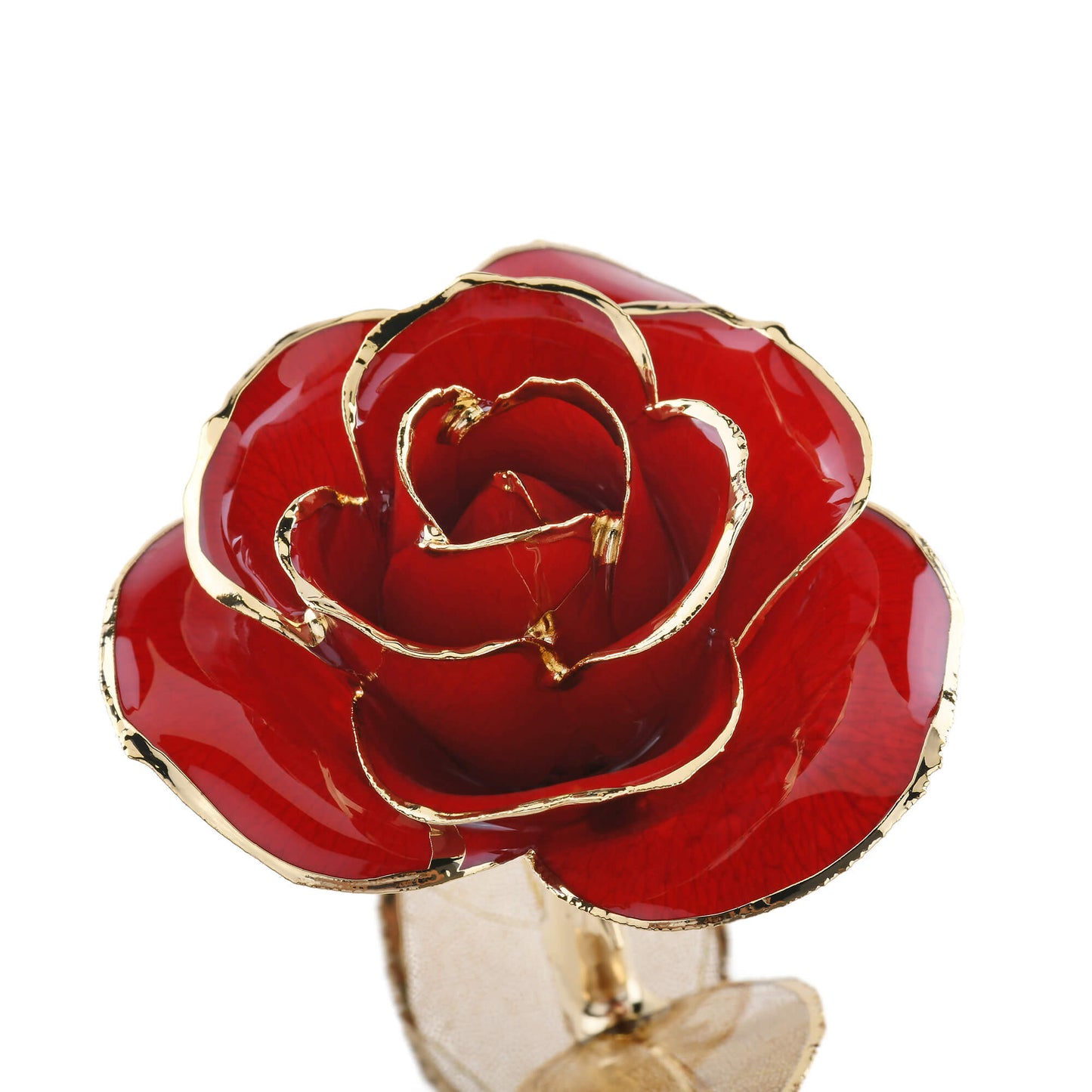 Timeless Rose (Dark Red) - Concordia Style Boutique