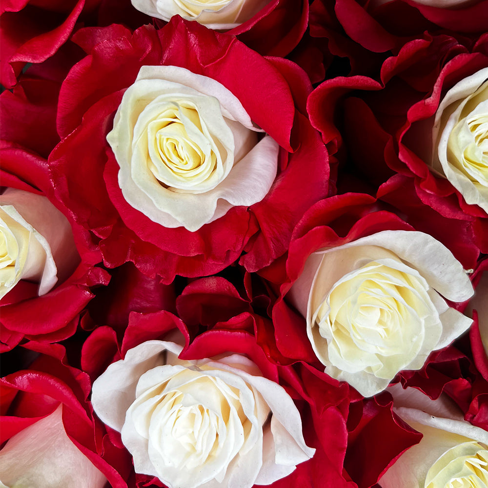 DOLCE AMORE