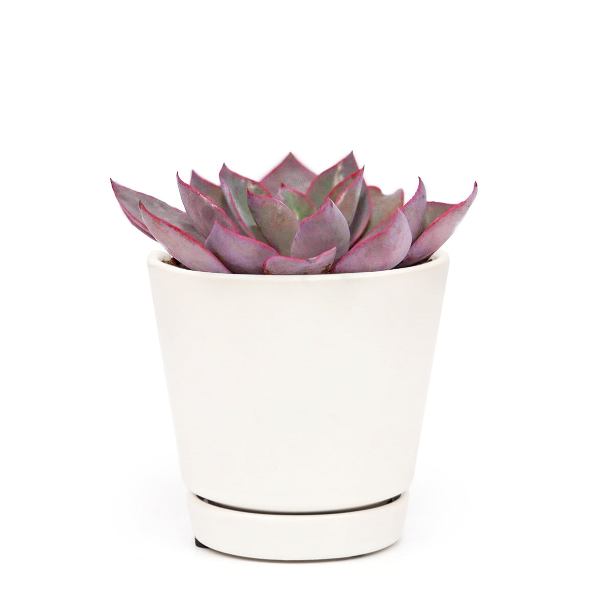 Echeveria Afterglow