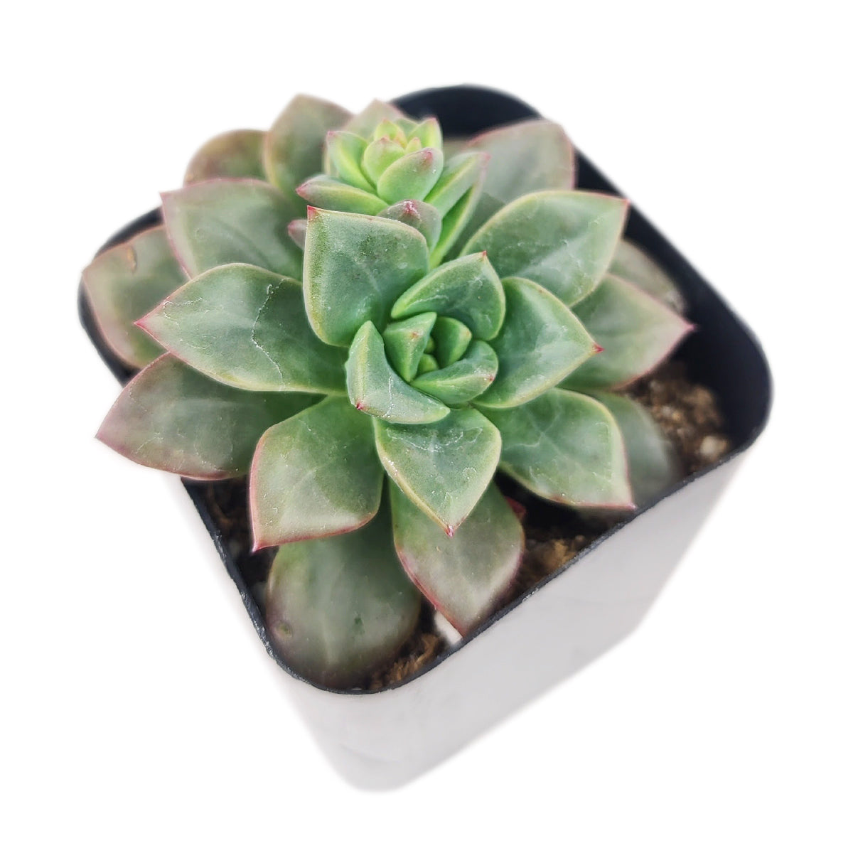 Echeveria Compressicaulis