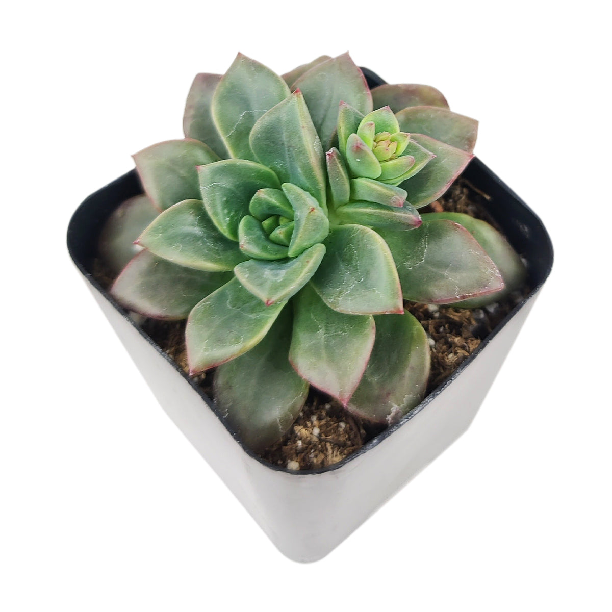 Echeveria Compressicaulis