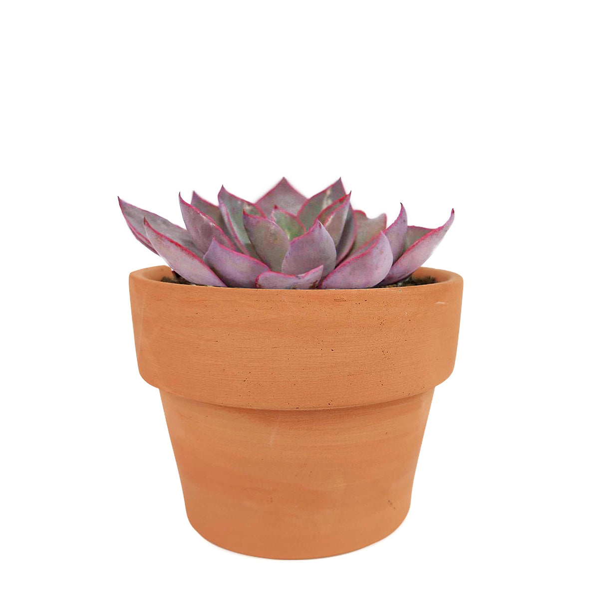 Echeveria Afterglow