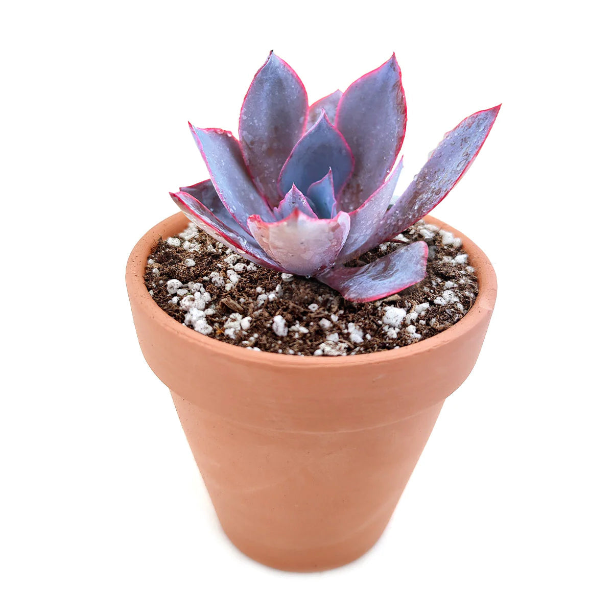 Echeveria Afterglow