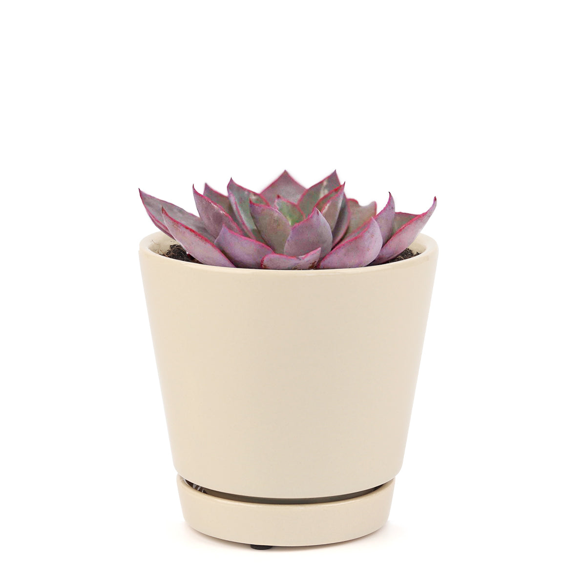 Echeveria Afterglow