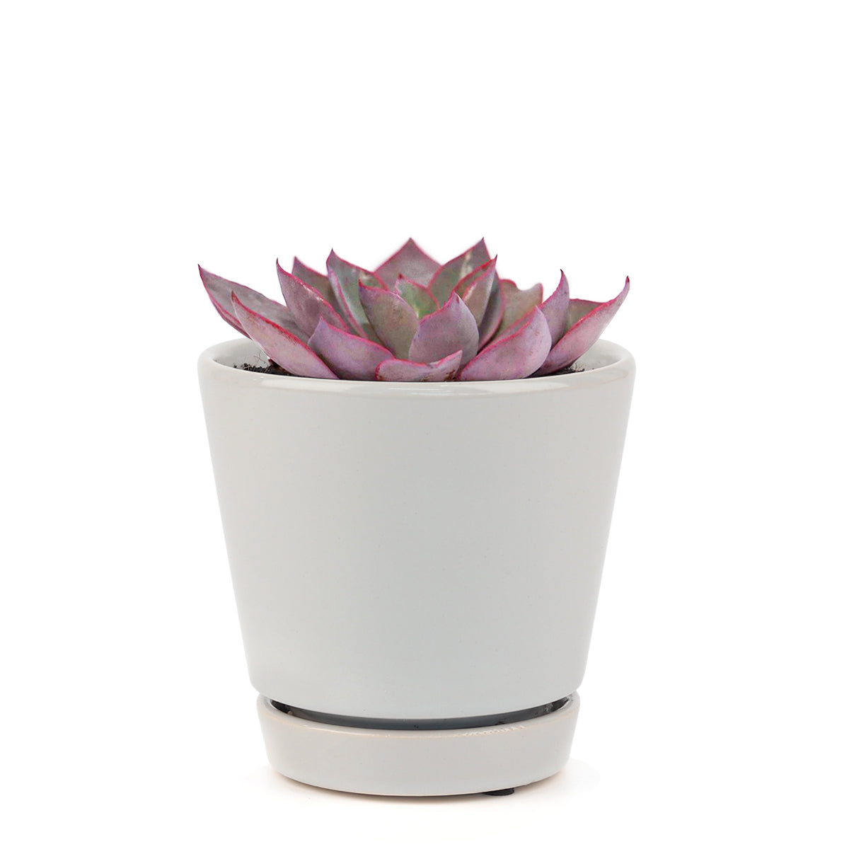 Echeveria Afterglow