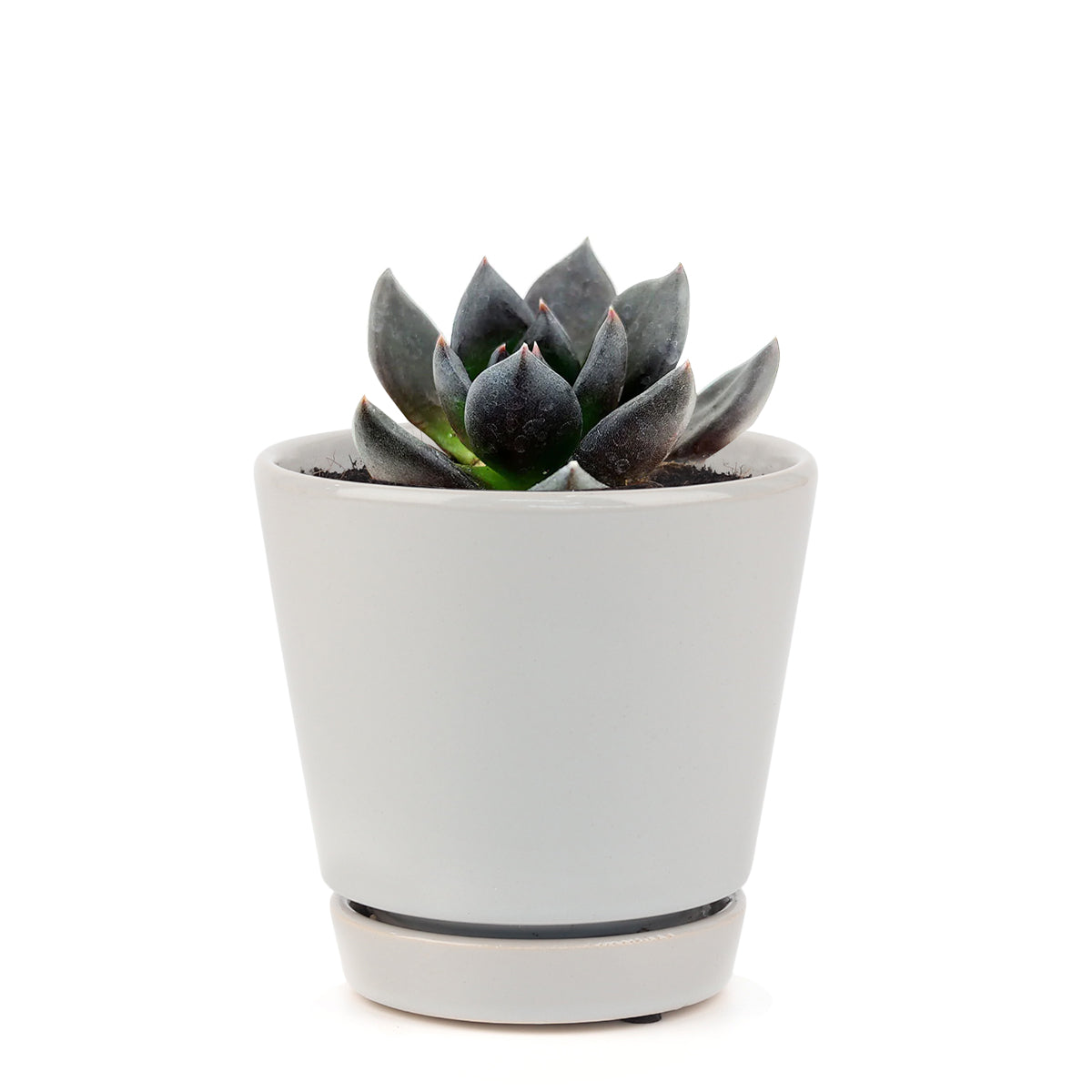 Echeveria Black Prince