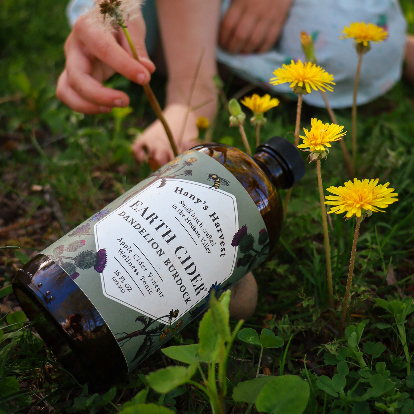 Dandelion Earth Cider - Concordia Style Boutique