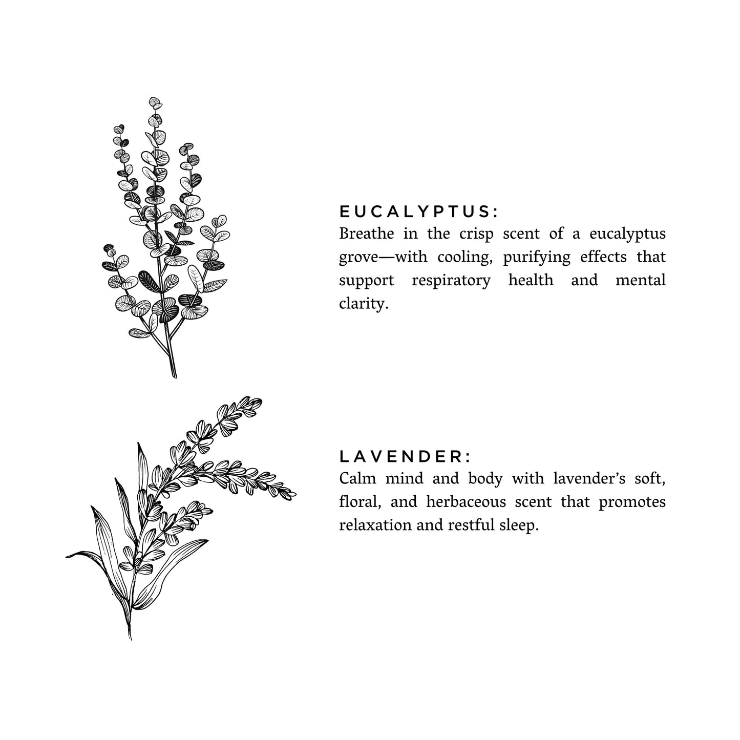 Eucalyptus + Lavender - Signature 3-Wick Candle - Concordia Style Boutique